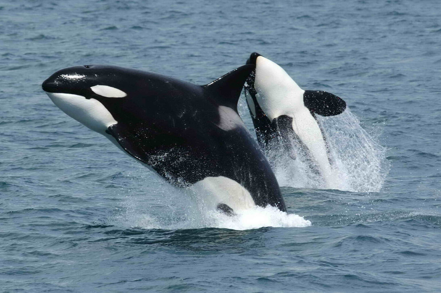 What Do Orca Whales Eat? Whales Forever