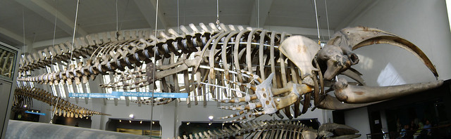 bowhead whale skeleton